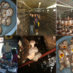 焼山しいたけ園