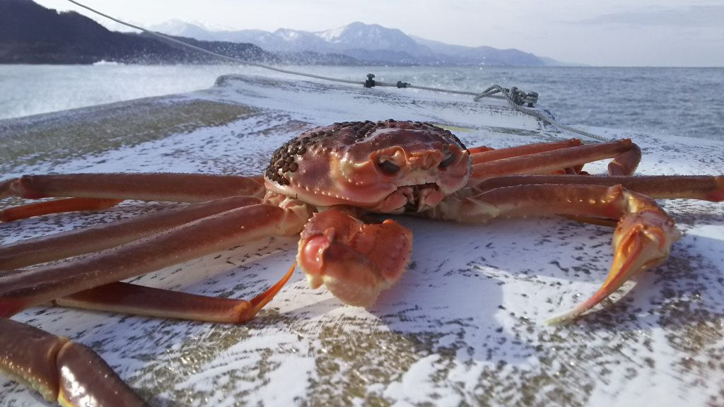 本ズワイガニ（松葉ガニ、越前ガニ）