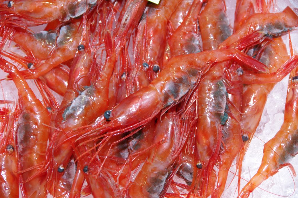上越漁協　市場初競り　南蛮エビ（甘エビ）