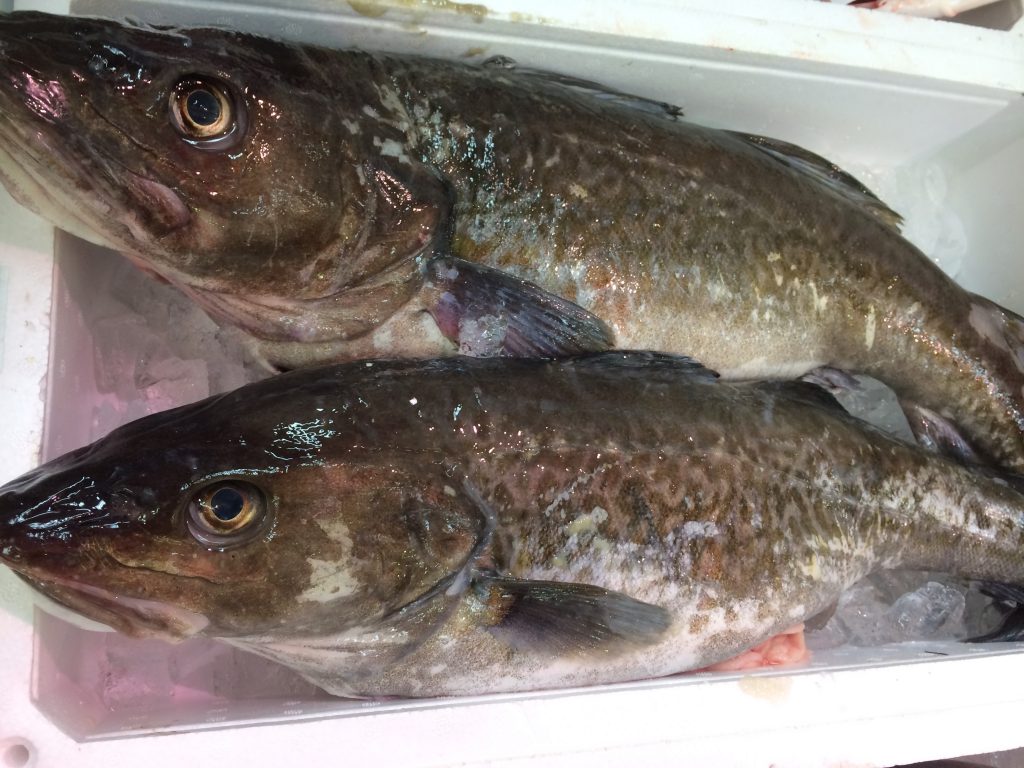 真鱈 | 新潟県糸魚川の観光案内